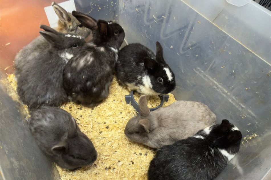 Mehrere Kaninchen wurden in einer Kiste in Niedersachsen ausgesetzt.