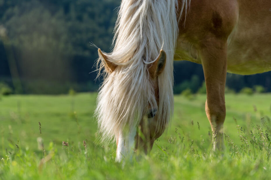 Der Tierarzt vermutet, dass das Pferd vergiftet worden sein könnte. (Symbolbild)
