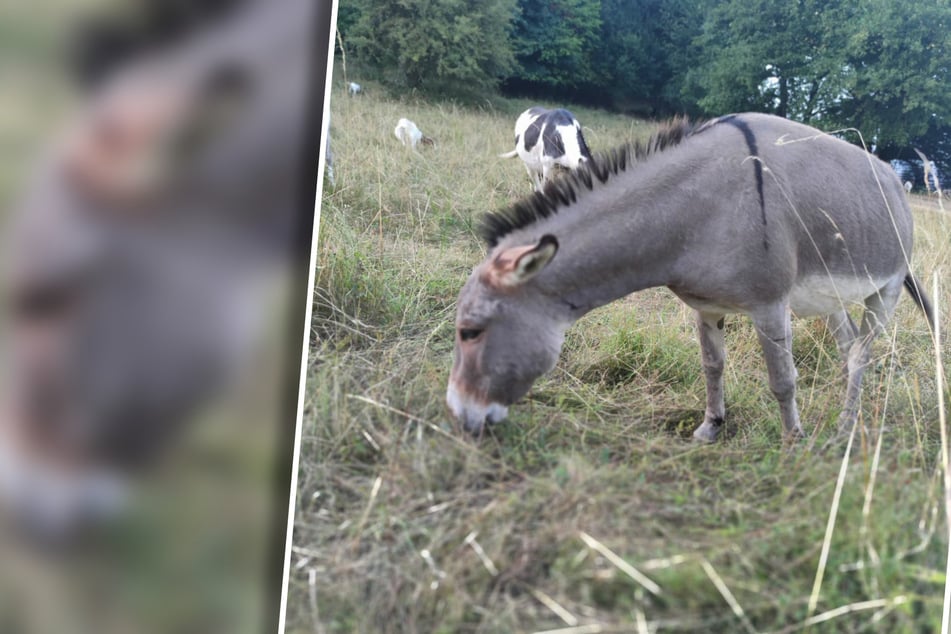 Köln: Vorsicht Esel! Bald kümmern sich graue Vierbeiner um das Naturschutzgebiet in Köln-Godorf
