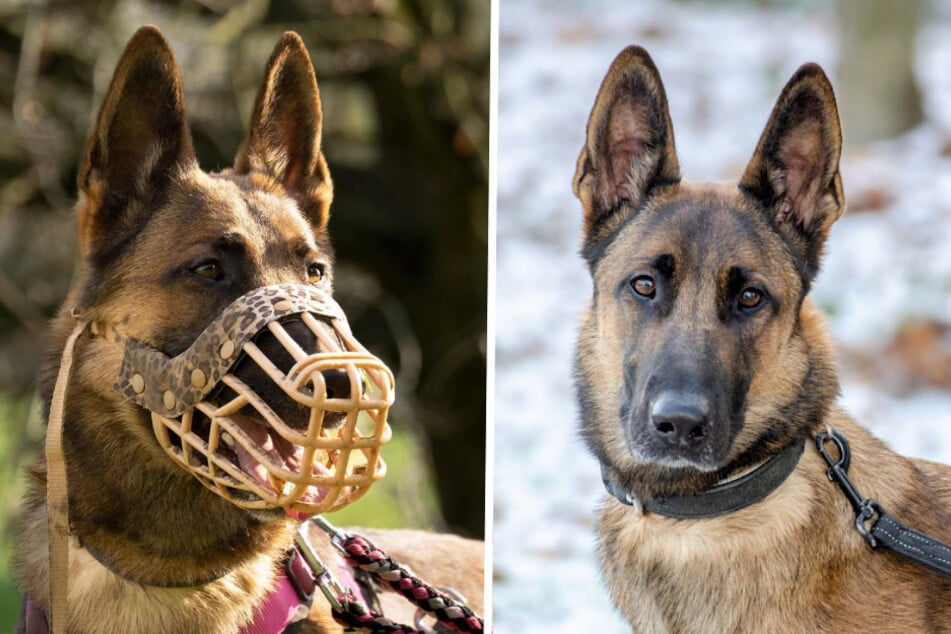 Mit ihrem süßesten Hundeblick und spitzen Öhrchen will Maja ihre neuen Besitzer um den Finger wickeln und überzeugen.