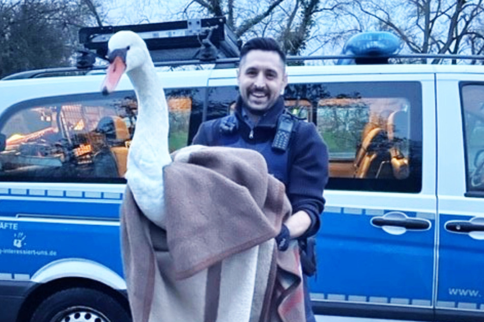Beamte der Autobahnpolizei kamen dem verirrten Schwan zu Hilfe. Der Vogel war nicht verletzt, die Beamten ließen ihn daher am Rheinufer wieder frei.