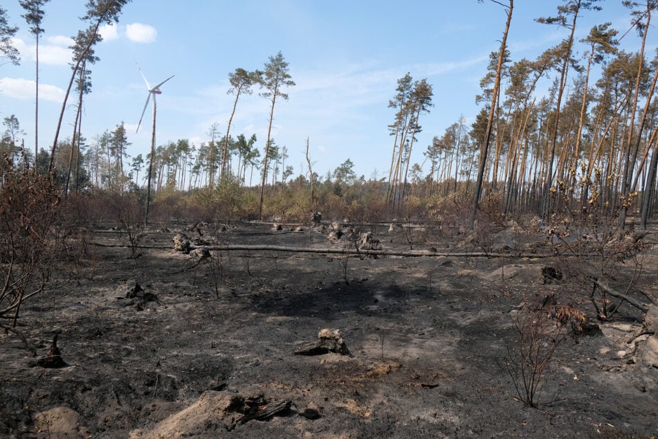 Auch in Südbrandenburg wüteten die Waldbrände heftig. Dieses Bild zeigt eine Fläche bei Falkenberg im Landkreis Elbe-Elster.