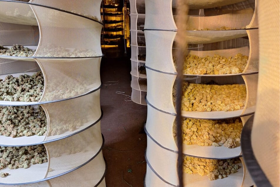 Kuhstall in Tastungen umgebaut: Polizei hebt Drogen-Plantage aus