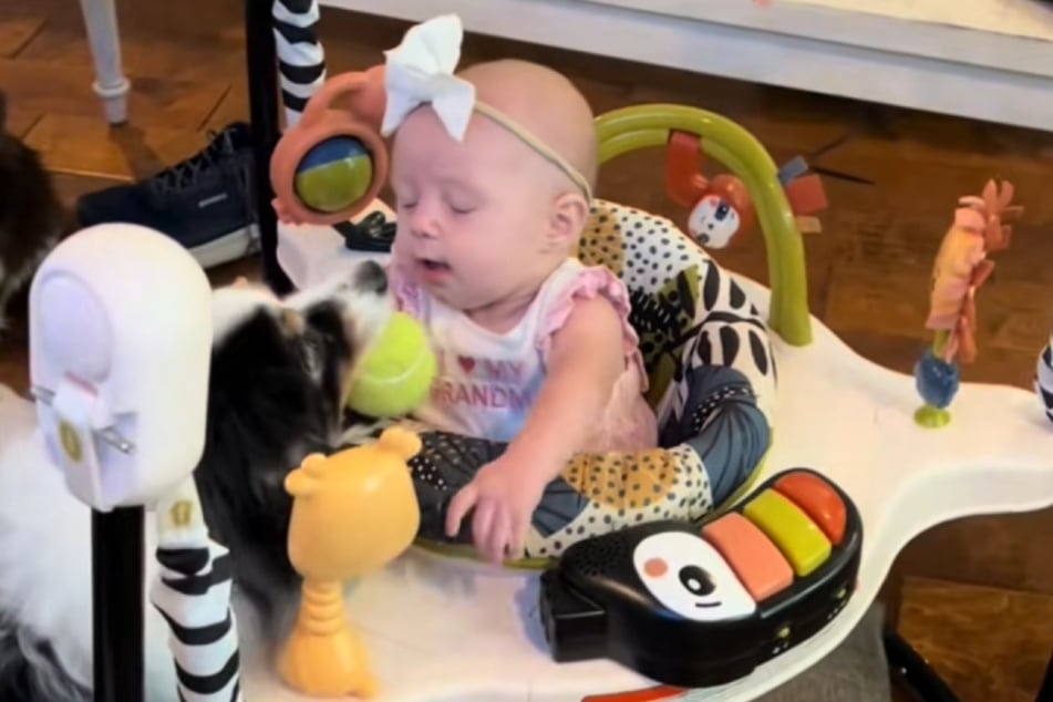 Australian Shepherd Arlo will nicht aufgeben, bringt dem Baby immer wieder den Ball. Seine Artgenossen sind aber inzwischen raus.
