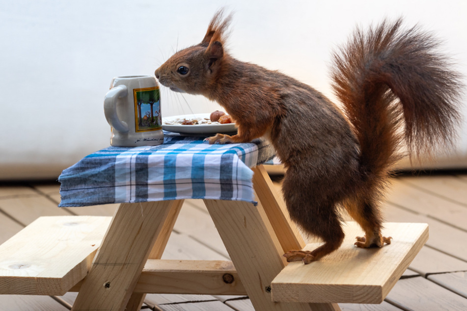 Lecker Brotzeit: Hier essen Eichhörnchen auf gut bayrisch