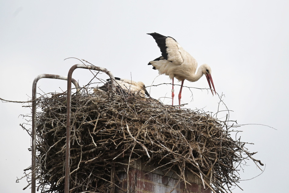 Mit der Versorgung der Jungtiere ist der Grünaer Storch gerade schwer beschäftigt.