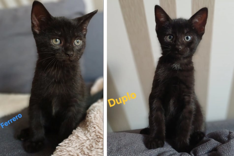 Ferrero und Duplo sind immer auf der Suche nach einem neuen Abenteuer.
