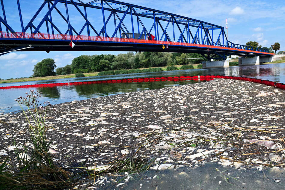 Tote Fische schwimmen an der Wasseroberfläche des deutsch-polnischen Grenzflusses Oder. Eine Sperre soll die weitere Ausbreitung der Kadaver verhindern.