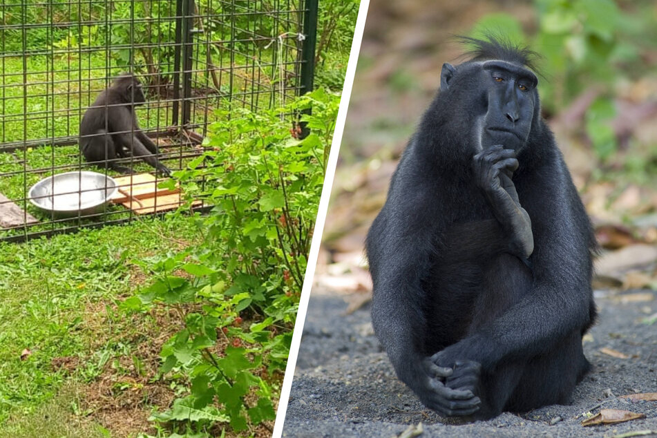 Ausgebüxte Makaken: Der letzte Affe genießt weiter die Freiheit