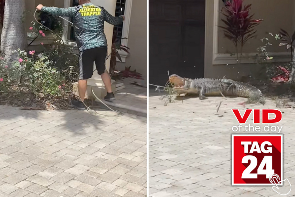 Today's Viral Video of the Day might make you a little wary when you walk outside your front door. There could be a ginormous alligator waiting for you in the bushes!