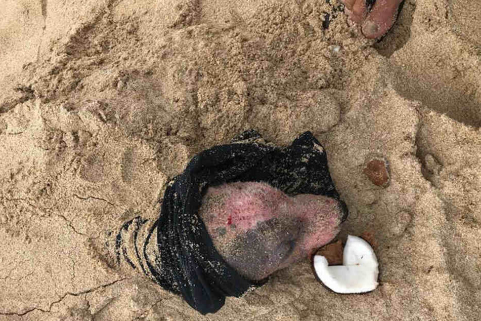 Ihr Besitzer wollte, dass Leialoha in ihrem "Grab" stirbt.