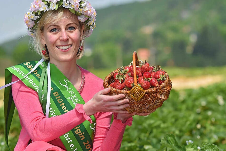 Süßer Saisonstart: Blütenkönigin Antje Uhlig (32) hat schon (vor-)gereifte Erdbeeren im Körbchen.