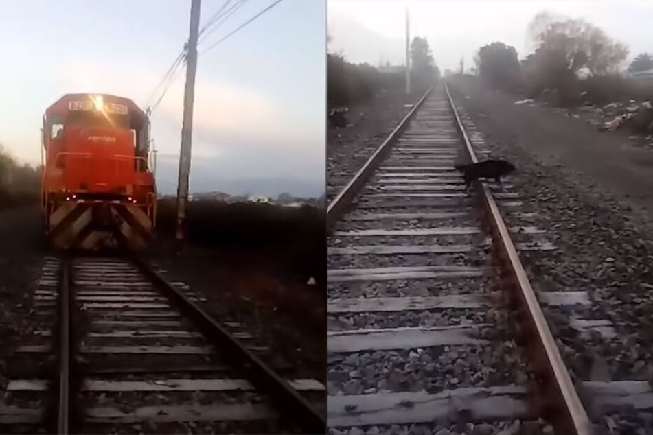 Ausschnitte aus dem Handy-Video des Lokführeres.