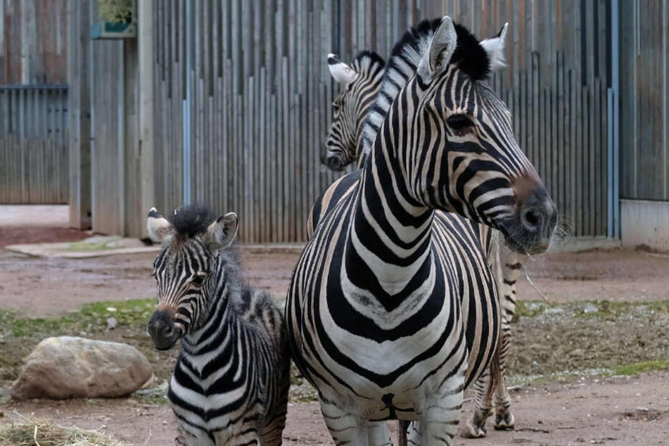 Die ersten Tage musste das Zebra Bahari zusammen mit Mama Zyta (11) in der Box bleiben!