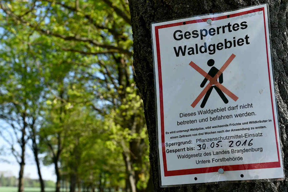 Werden Insektizide gegen den Eichenprozessspinner eingesetzt, müssen ganze Wälder gesperrt werden.