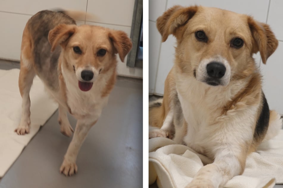 Die Fellnase hat aufgrund einer schweren Verletzung ein Bein verloren, lässt sich von ihrem Handicap aber nicht stoppen.