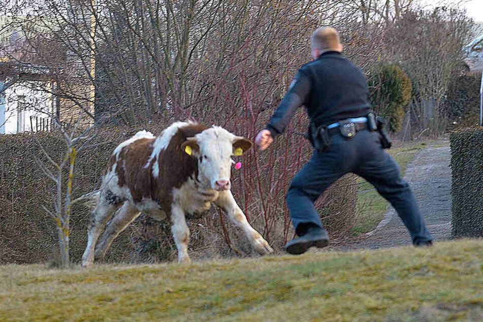 Sieben Stunden lang versuchte die Polizei, die Kuh einzufangen. (Symbolbild)