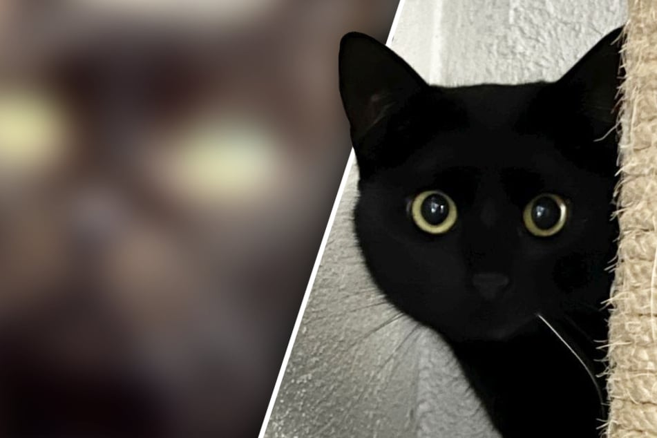 Ce que le propriétaire a fait à ce chat est tout simplement méchant.