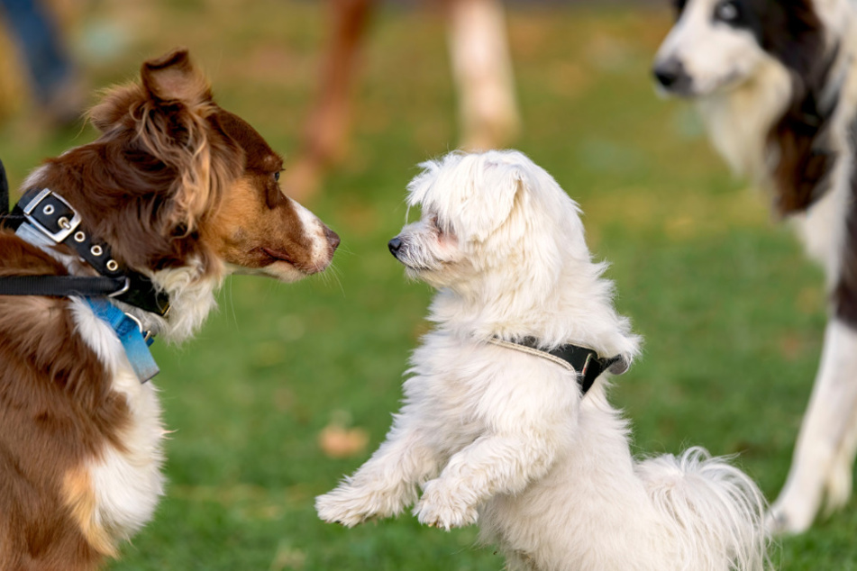 Beim Hundesommer in Chemnitz steht natürlich der Hund im Mittelpunkt.