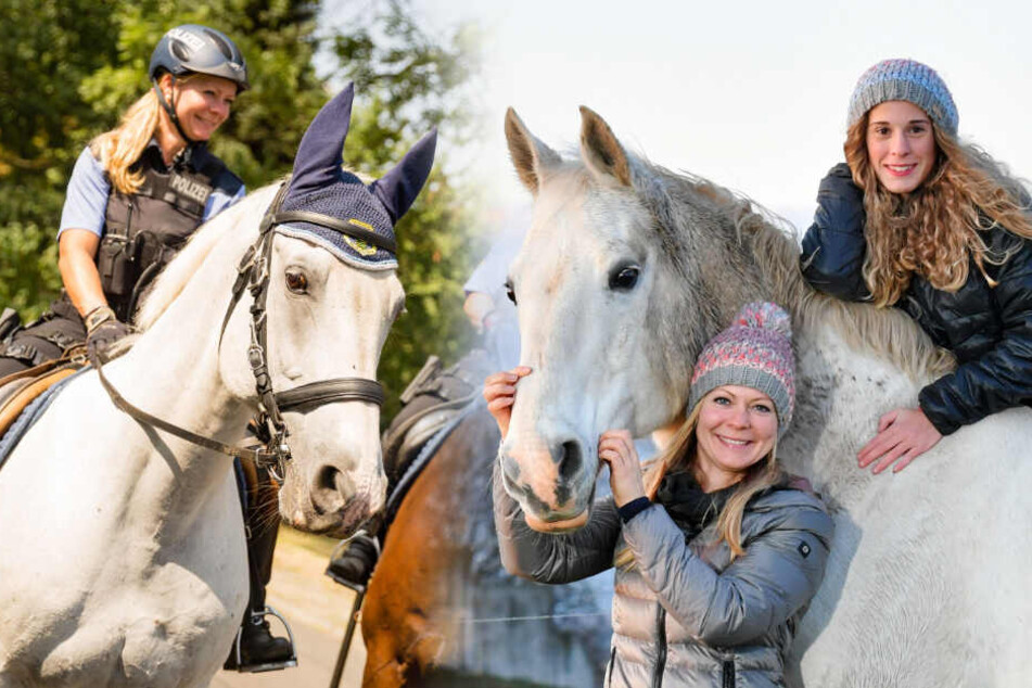 Dresden: Polizistin kauft altes Streifen-Pferd: Mein Ex-Kollege darf seine Rente genießen
