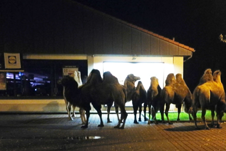Eine kleine Kamelherde stand nachts auf einem Lidl-Parkplatz in Bergen.