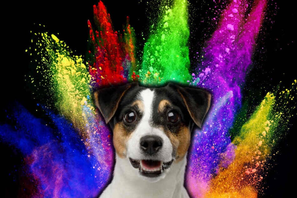 Dog owners often wonder if their pet can see colors (stock image).