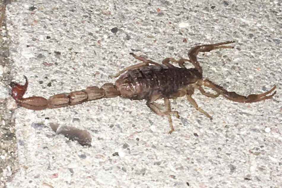 Die Polizisten fingen den Skorpion ein und brachten ihn in ein Tierheim.