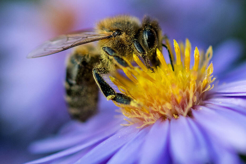 Insekten aller Art, Bienen und Hummeln sollen sich auf der Kläranlage wohlfühlen.