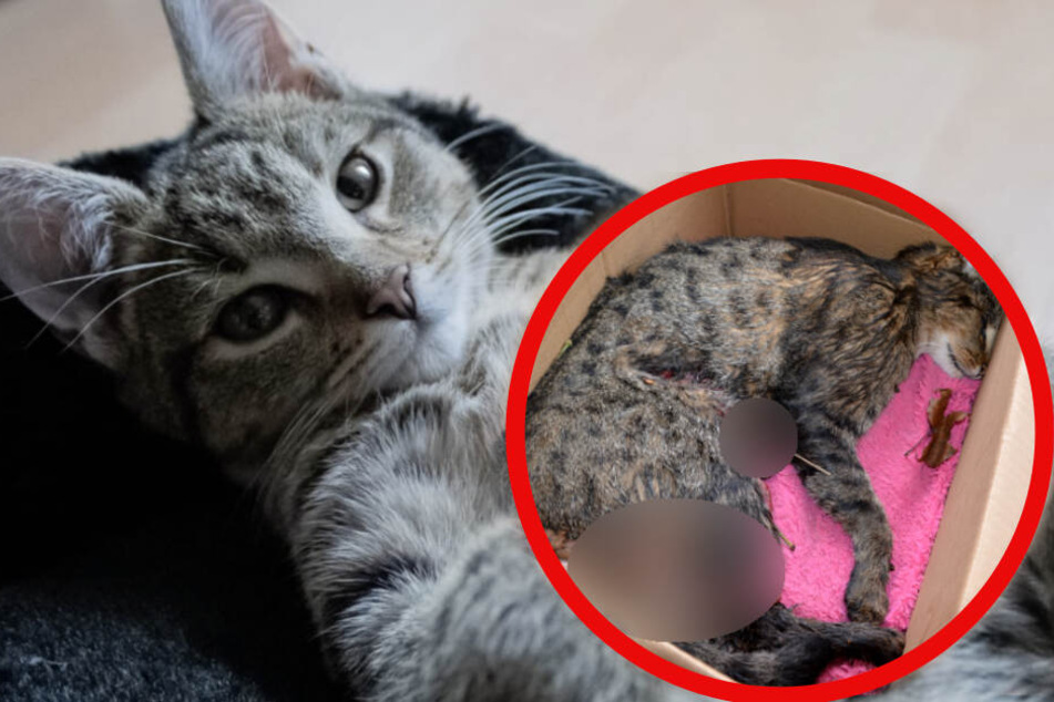 Bauch aufgeschlitzt: Kater "Muffin" wurde Opfer eines Tierschänders