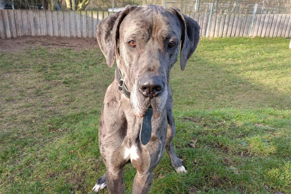 Dogge Herzog aus dem Hamburger Tierheim sucht ein liebevolles Zuhause.