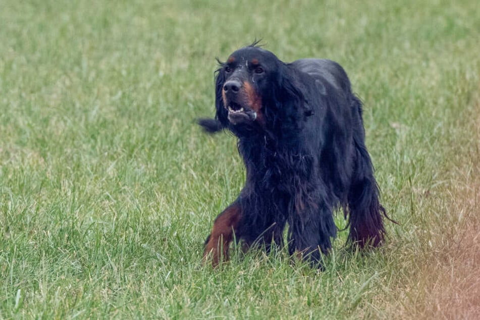 Dieser Hund wurde von der Feuerwehr gerettet.