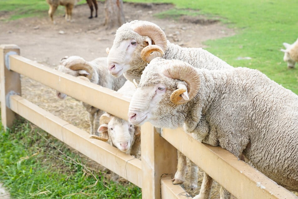 Unbekannte Tierhasser quälten im südhessischen Hirschhorn mehrere Schafe. Einem Tier schlugen sie sogar die Hörner ab. (Symbolbild)