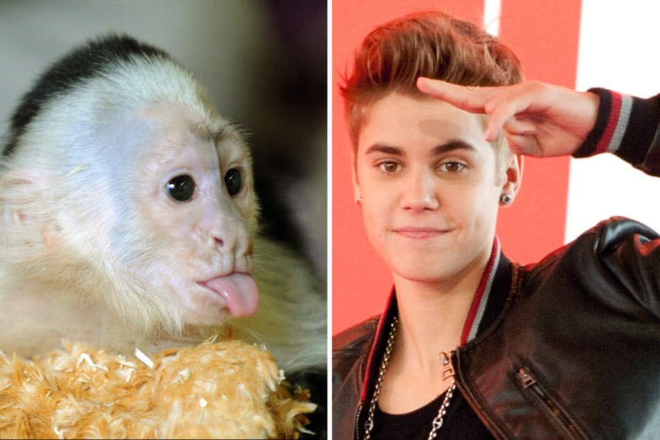 Sänger Justin Bieber (r) und sein Weißschulterkapuzineräffchen Mally(l). Archivbilder.