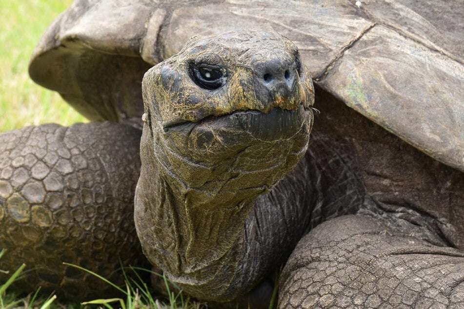 Älteste Schildkröte der Welt ist über 190 Jahre alt!