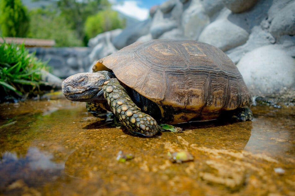 Schildkröten müssen immer freien Zugang zu geeigneten Wasserstellen haben.