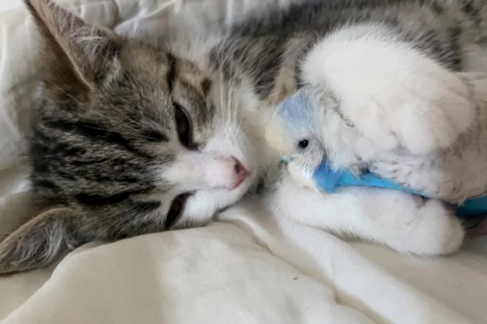 Ganz schön gefährlich: Katze kuschelt mit Sittich.