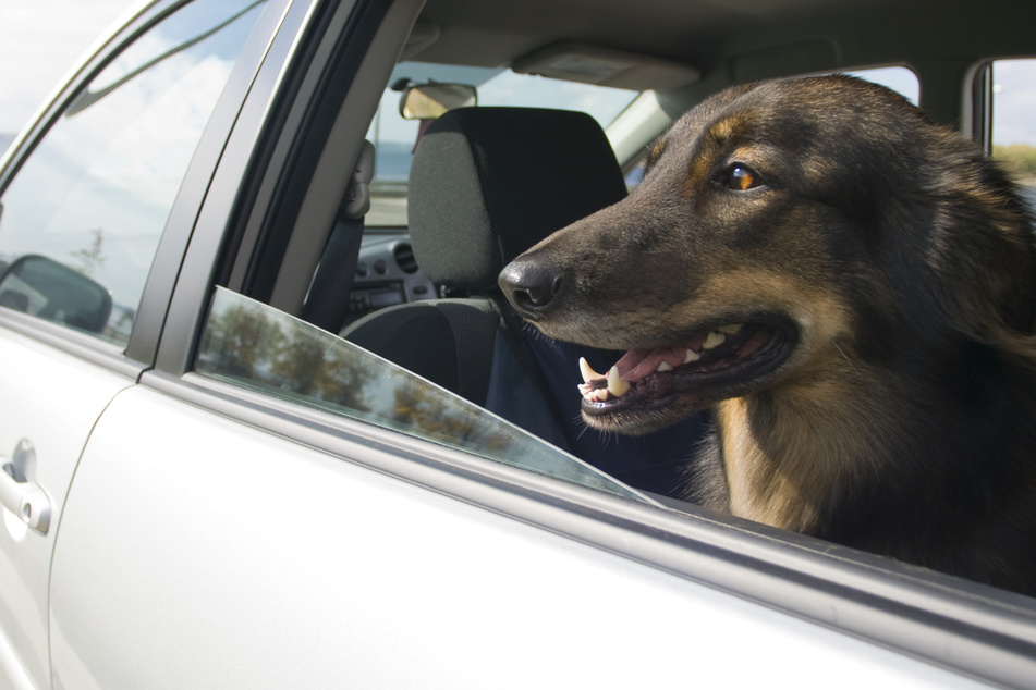Hund springt aus fahrendem Auto und prallt gegen Peugeot: Sein Frauchen sorgt für Unverständnis