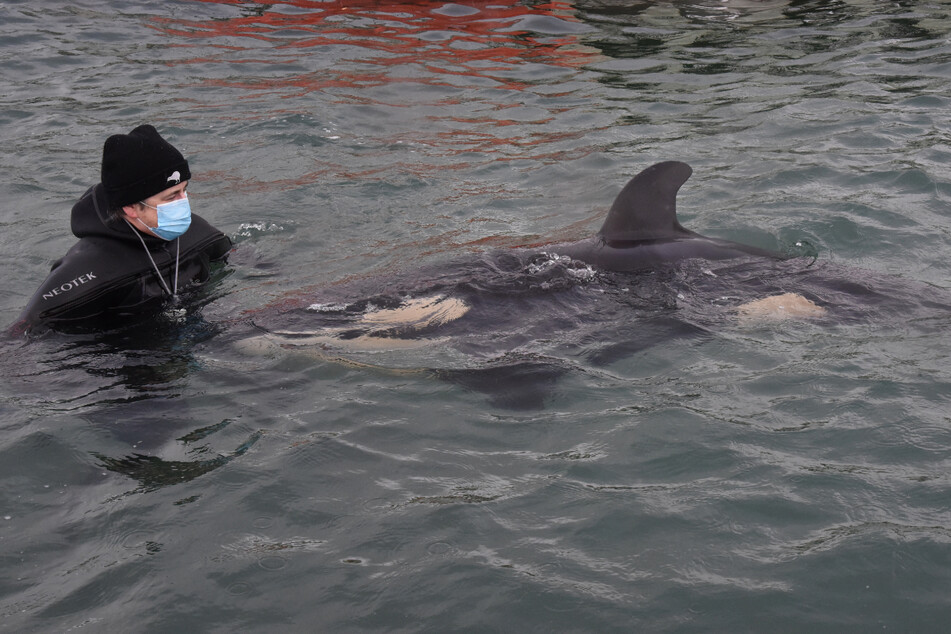 Ein freiwilliger Helfer kümmert sich um das Orca-Baby, das vor Neuseeland gestrandet ist.