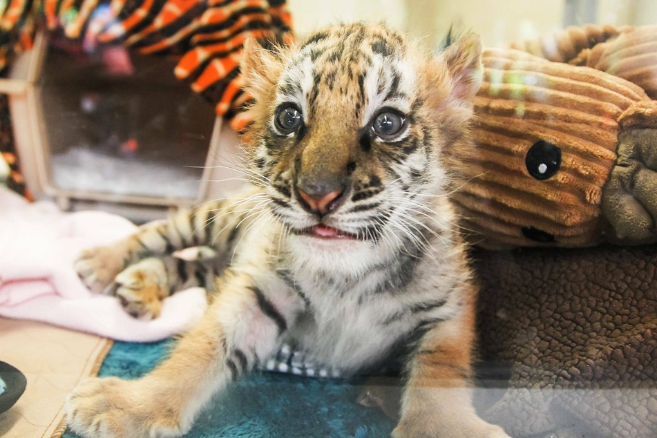A male tiger cub at the San Diego Zoo Safari Park was rescued from smuggler.