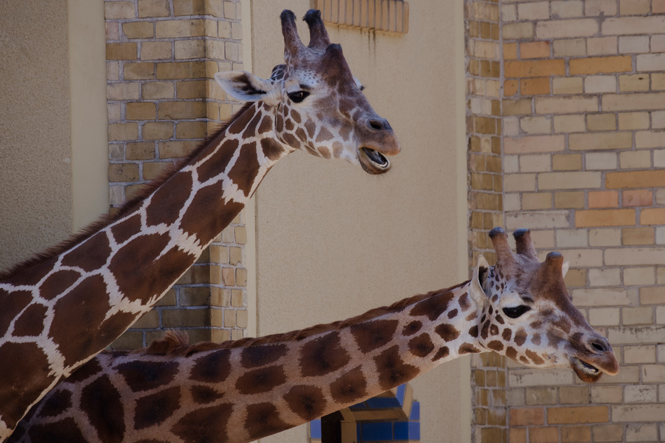 Am Giraffen-Tag gibt es im Magdeburger Zoo für Familien viel zu bestaunen.