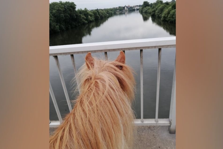 Der Bliick von Shetlandpony "Löwenherz" schweift über die Mainbrücke hinweg.