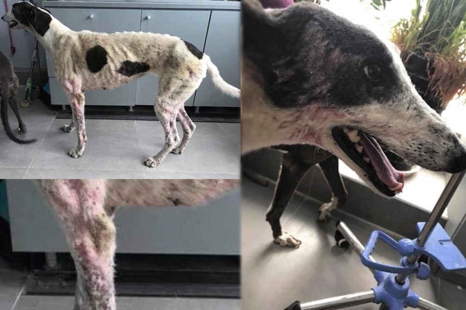 hollische qualen windhunde bei lebendigem leib gekocht tag24