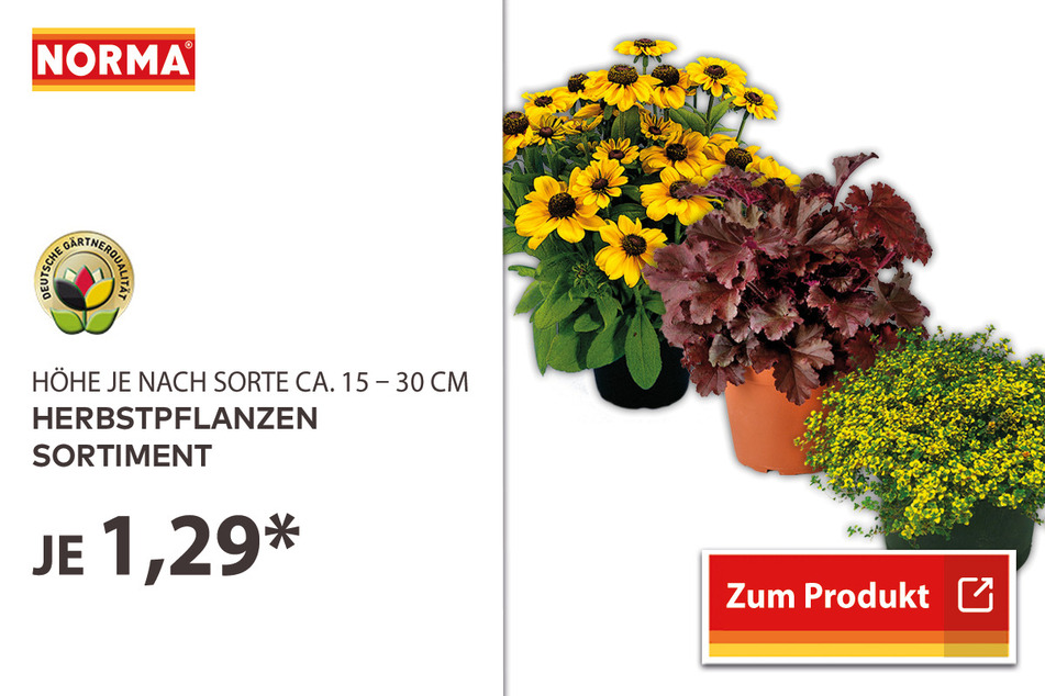 Herbstpflanzen Sortiment für 1,29 Euro