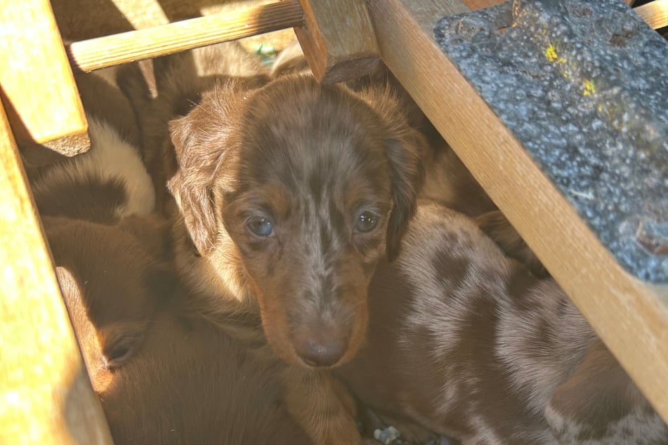 13 Welpen waren in einer Taubenbox zusammengepfercht.