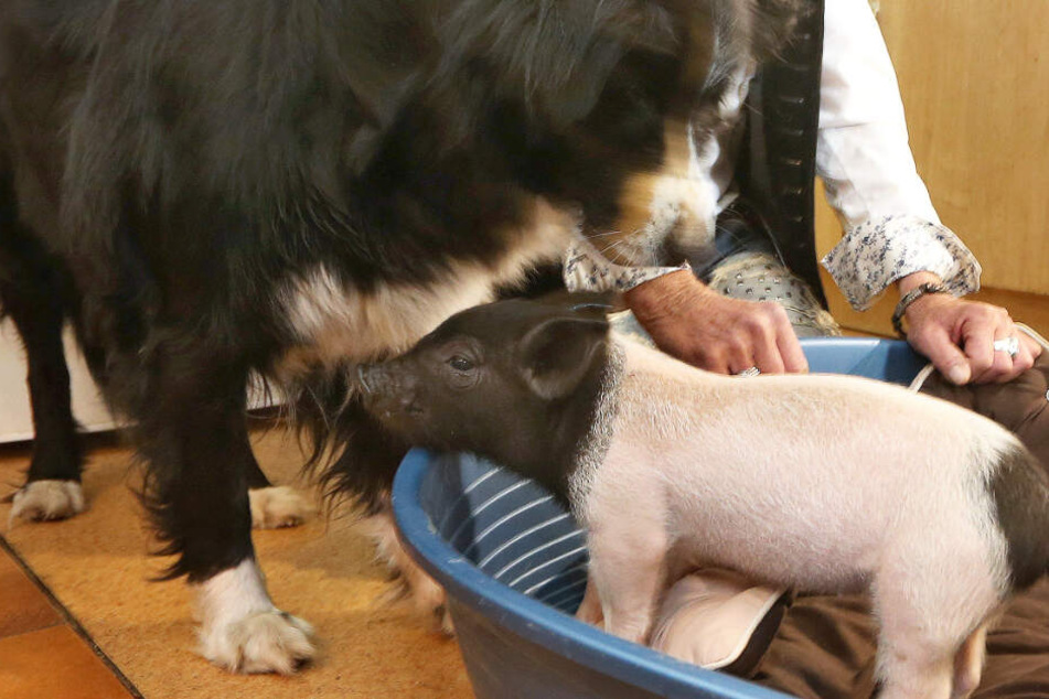 Es geht um Leben und Tod: Ferkel "Rosa von Schwarte" hat großes Glück.