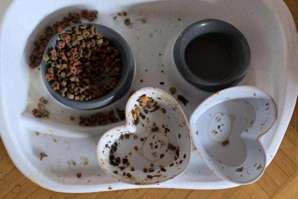 Kein frisches Wasser und Nassfutter, dafür verdreckte Schälchen.