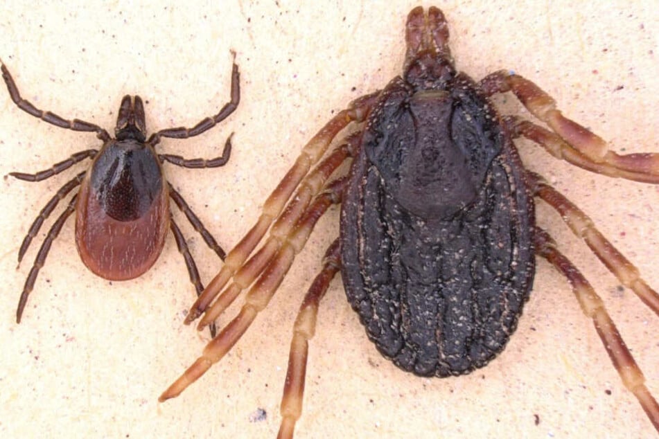 Die Zecken Gemeiner Holzbock (links) und Hyalomma liegen zum Größenvergleich nebeneinander. (Foto: Lidia Chitimia-Dobler/Institut für Mikrobiologie der Bundeswehr/dpa)