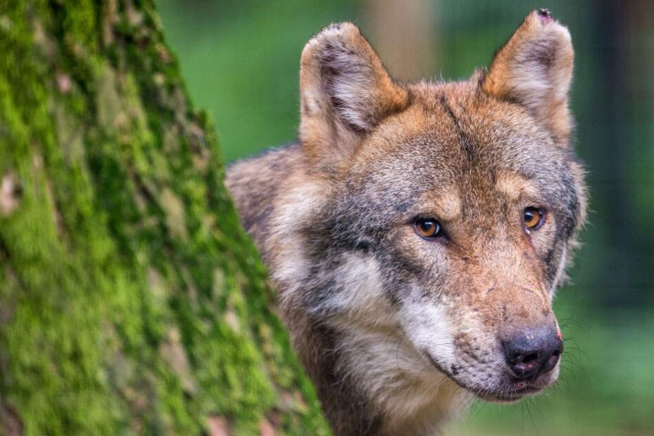 Ein Wolf treibt in Zeetze sein Unwesen.(Symbolbild)