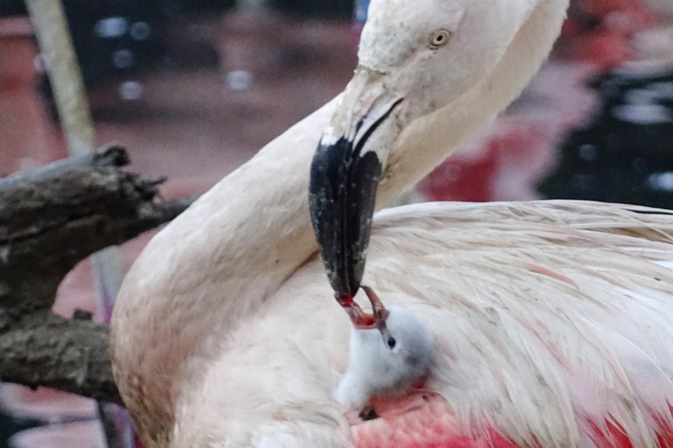 Kopf aus dem flauschigen Gefieder gestreckt und zugebissen: in der Flamingo-Lagune wird ein Kücken gefüttert.