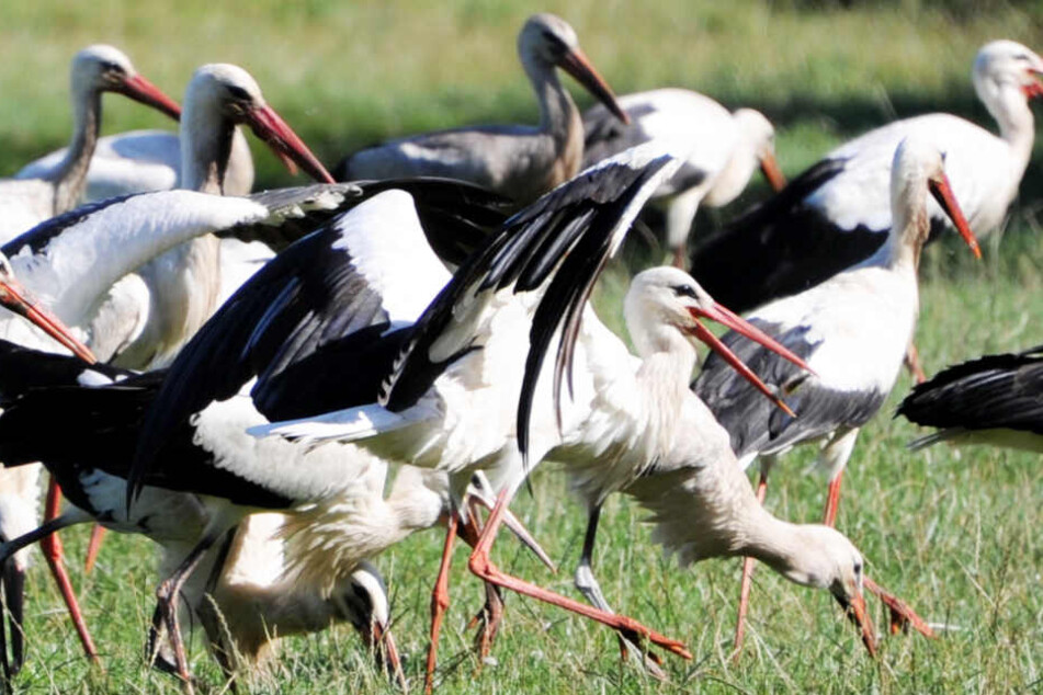 Bald fliegen die Weißstörche in den Süden.